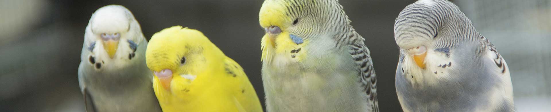 4budgies_k-scott_27753030.jpg