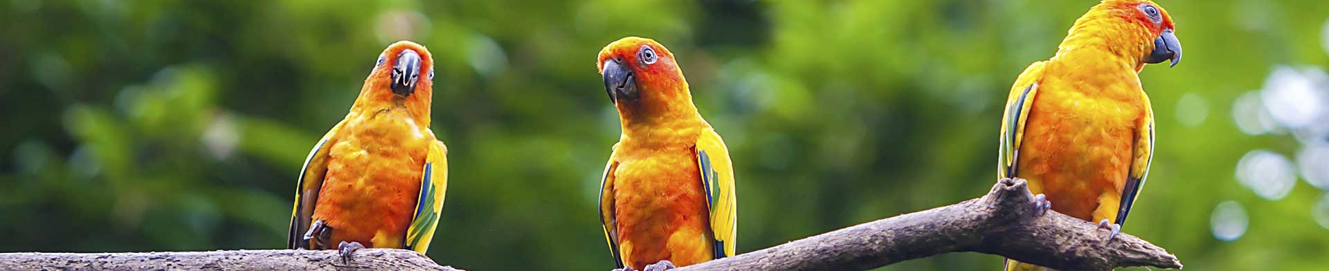 parrots_seqoya_71332678_L.jpg